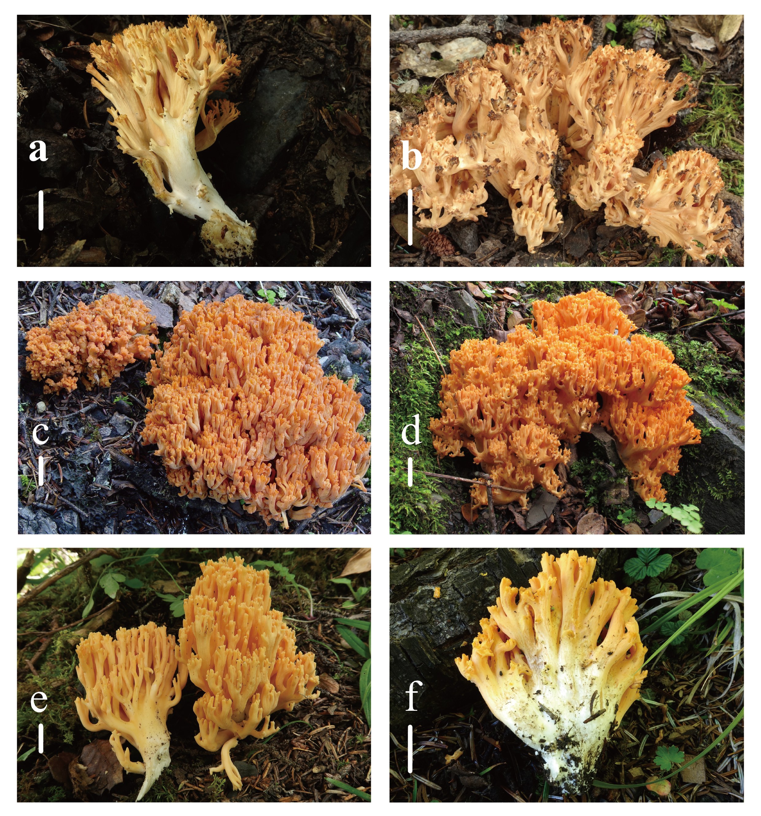 Figure 21